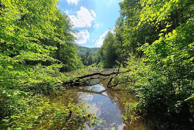 Brauntalweiher