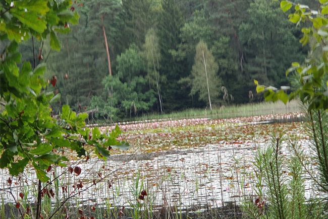 Pfälzer Woog bei Ludwigswinkel