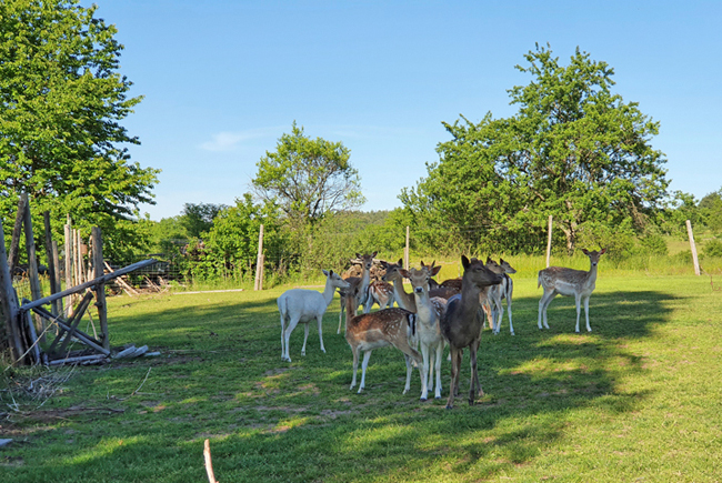 Wildgehege Rumbach / Pfalz