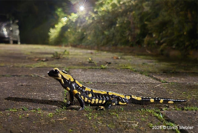 Salamander entdeckt in Rumbach / Pfalz