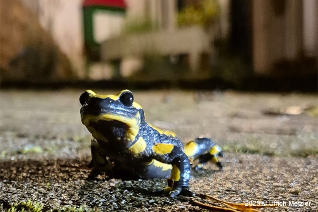 Salamander in Rumbach