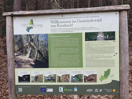 Altholzinsel Gemeindewald Rumbach Altholzinsel Rumbach