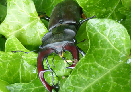 Hirschkäfer in Rumbach Hirschkäfer