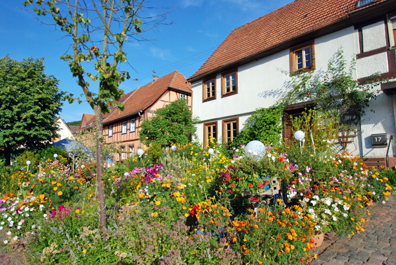 Blumenpracht in Rumbach