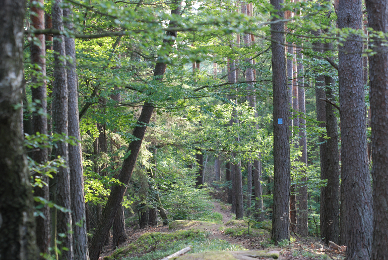 Traumpfad 'Felsenland Sagenweg'