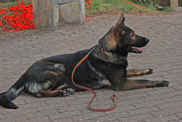 Polizeihund