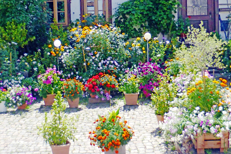 Blumenpracht in Rumbach