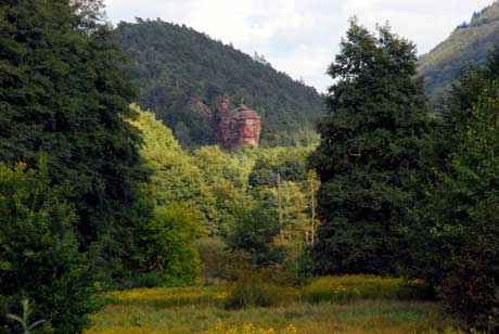 Wald Adelsnadel - Foto: © K.Faul Wald Rumbach