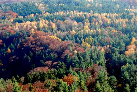 Mischwald Pfälzer Felsenland - Foto: © K.Faul Mischwald