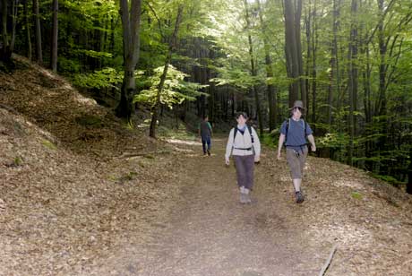 Wald Panoramaweg Rumbach - Foto: © K.Faul Mischwald